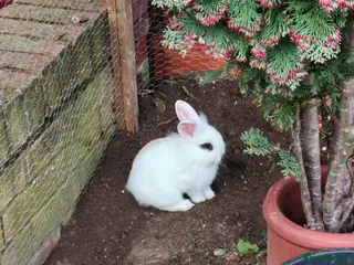 Mini Lion Lop rabbits 4 Mini Lop X Lionheads for sale - Advert 14