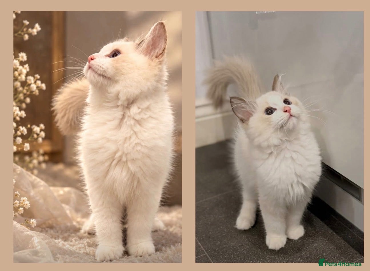 Ragdoll cats 💎 PEDIGREE BICOLOUR MITTED RAGDOLL  🩵 - Advert 1