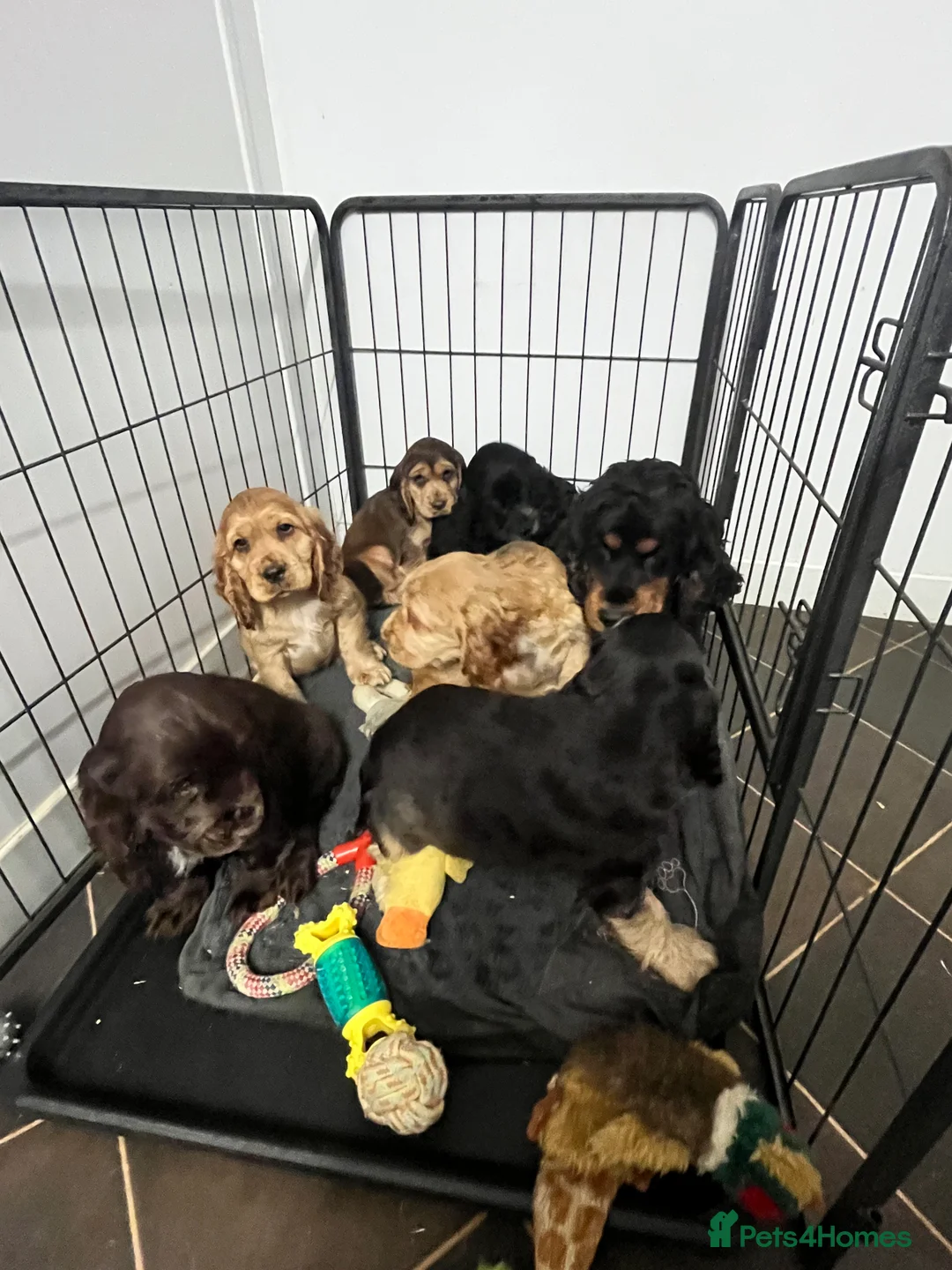 Cocker Spaniel dogs for sale: Gorgeous true to type KC show cockers - Advert 13