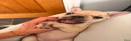 French Bulldog dogs for sale: 🐾 French Bulldog Puppies – ready for new homes 🐾 in Crawley - Advert 16