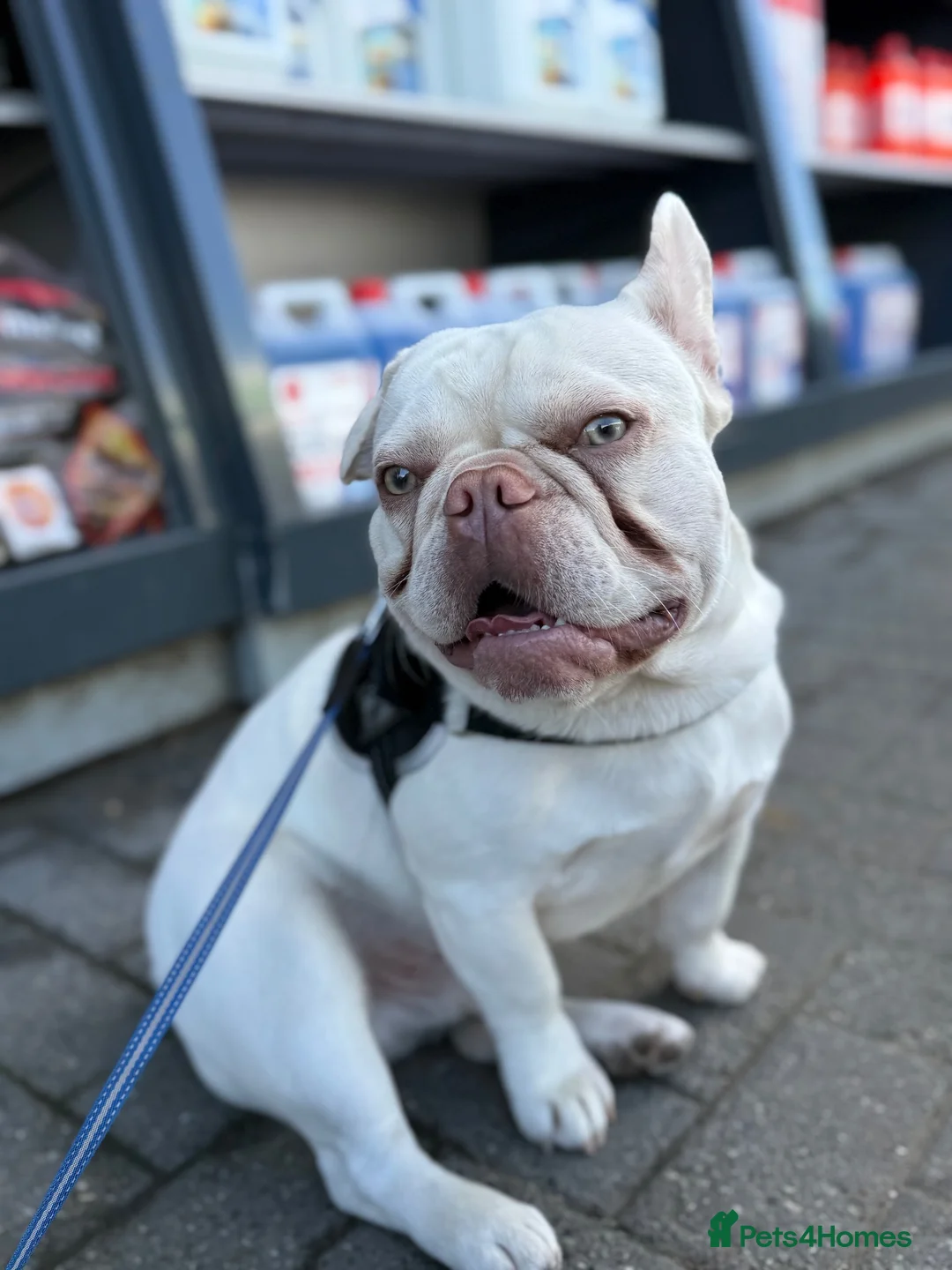 French Bulldog dogs for sale: Bluey in Gloucester - Advert 2