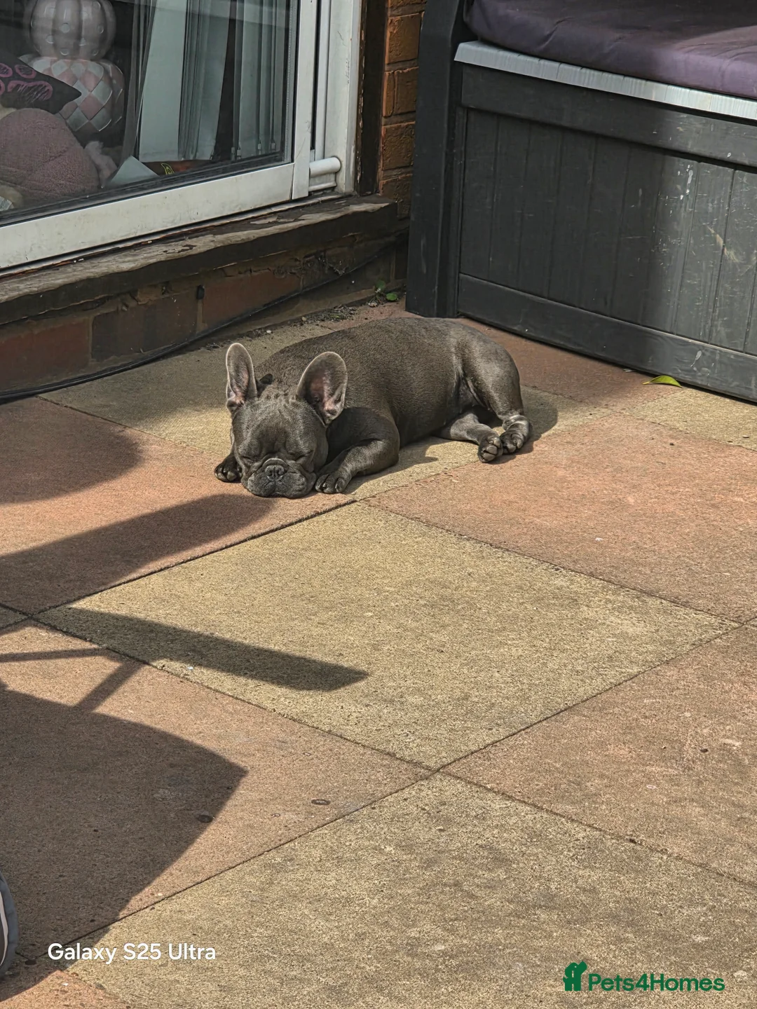French Bulldog dogs for sale: French bulldog Minnie for sale in Bilston - Advert 1