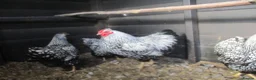 Chickens poultry for sale: Quality Silver Laced Wyandotte Bantam pullets - Advert 6