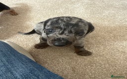 Dachshund dogs for sale: We have 6 beautiful dachshund puppy’s  - Image 3