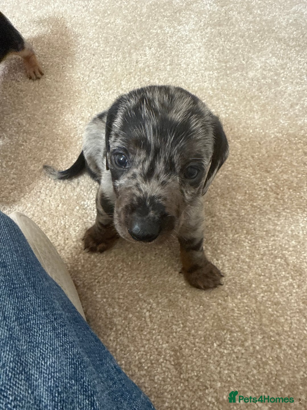 Dachshund dogs for sale: We have 6 beautiful dachshund puppy’s  - Image 3