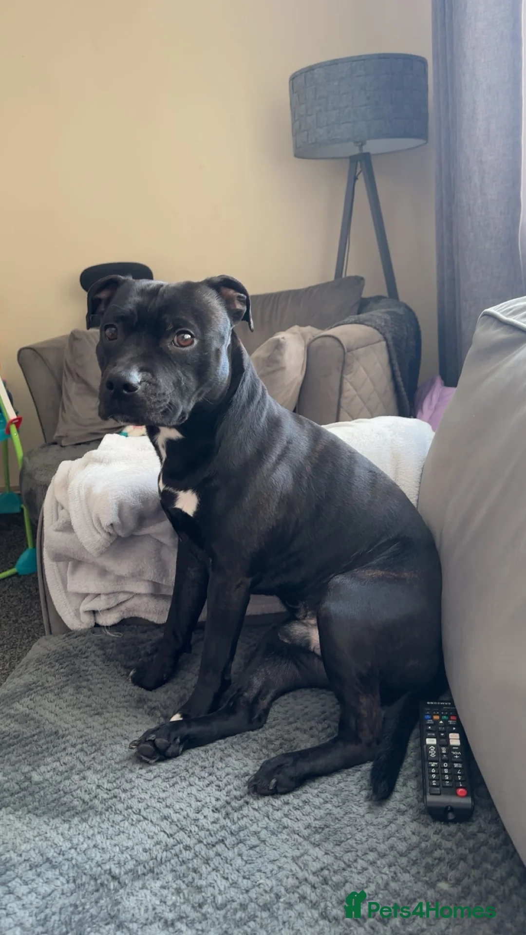 Staffordshire Bull Terrier dogs for stud: Looking to stud him out - Advert 5