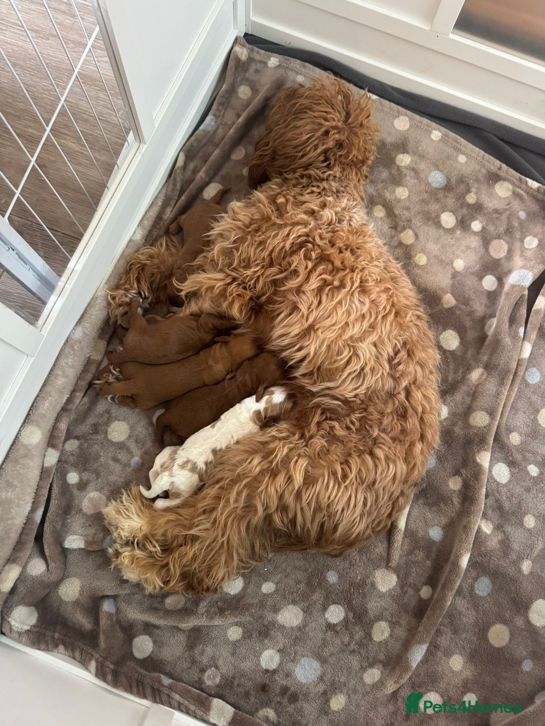 Cavapoo dogs for sale: Cavapoo puppies for sale - Advert 1