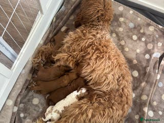Cavapoo dogs Cavapoo puppies for sale - Advert 5