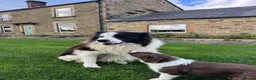 Border Collie dogs for sale: Gorgeous Litter of border collie puppy’s  - Advert 12