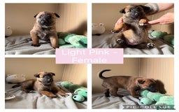 Belgian Shepherd Dog dogs for sale: Belgian Malinois puppies🐾 - Image 5