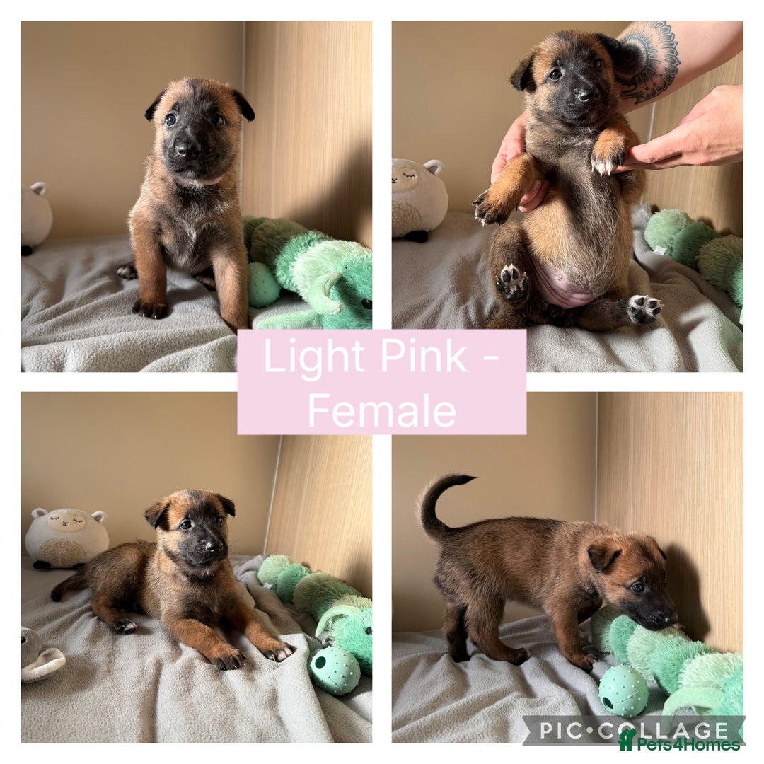 Belgian Shepherd Dog dogs for sale: Belgian Malinois puppies🐾 - Image 5