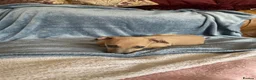 Mixed Breed dogs for sale: Stunning Wiggy’s Italian greyhound x whippet  - Advert 39