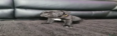 Cane Corso Puppy 3