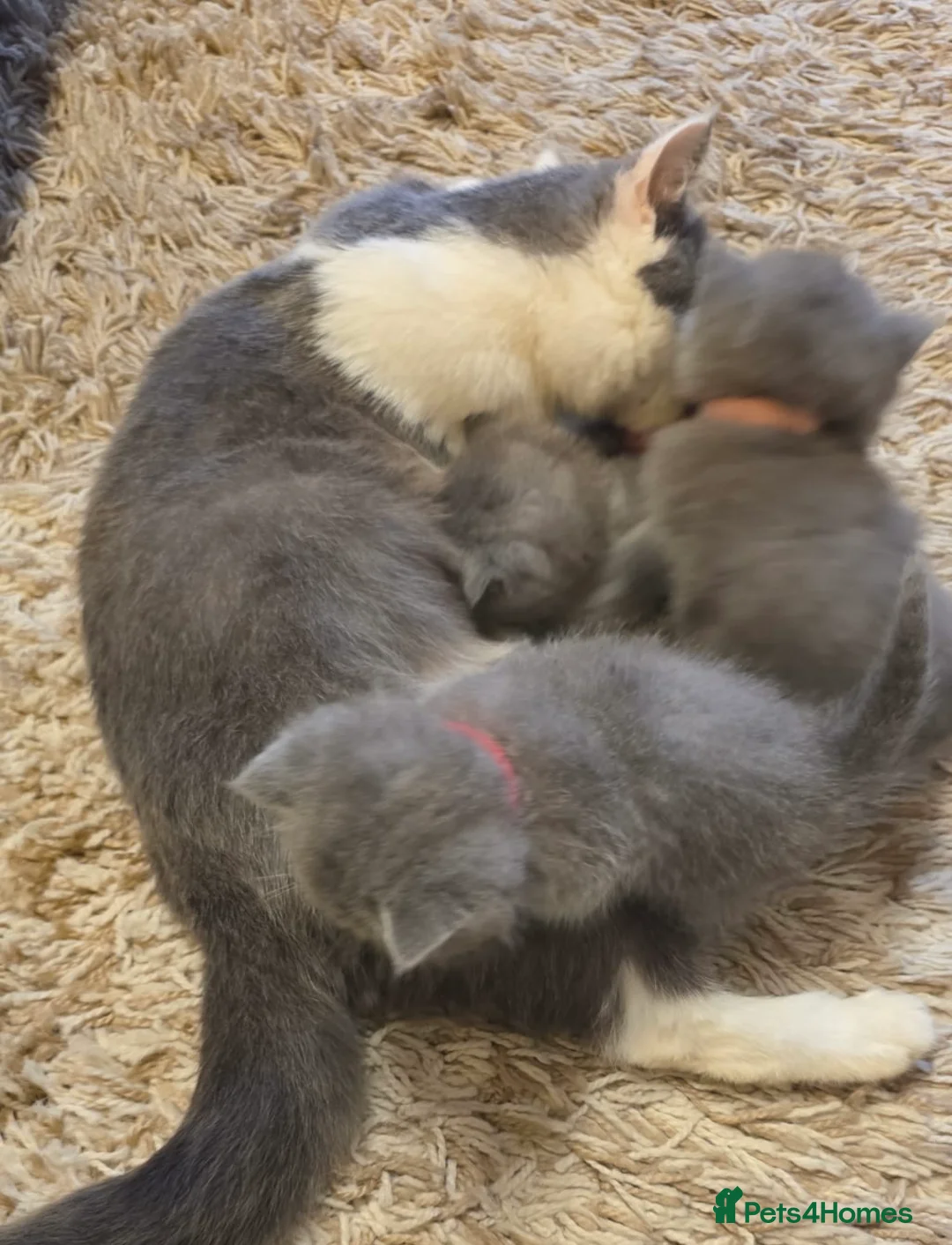 British Shorthair cats for sale: Sweet and lovely British shorthair kittens - Advert 10