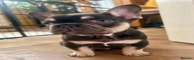 French Bulldog 1