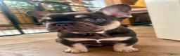 French Bulldog dogs for sale: French Bulldog Puppies  2 Boys & 1 Girl - Advert 6