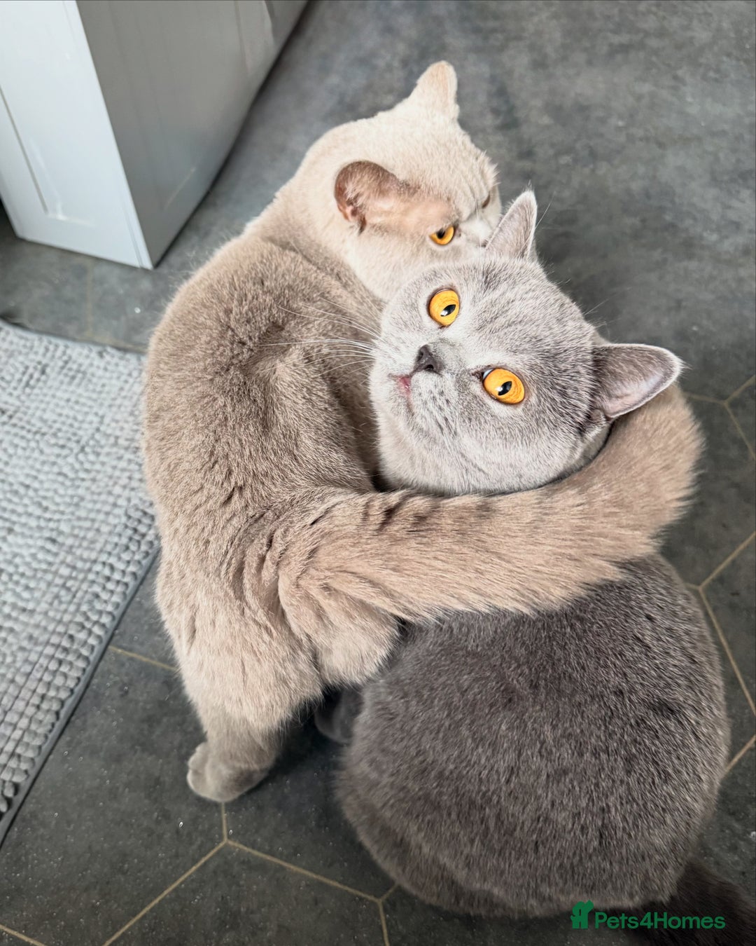 British Shorthair cats for sale: Champion Line British Shorthair Kittens - Image 32
