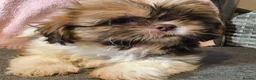 Shih Tzu dogs for sale: Quality Half Imperial Shihtzus. - Advert 3
