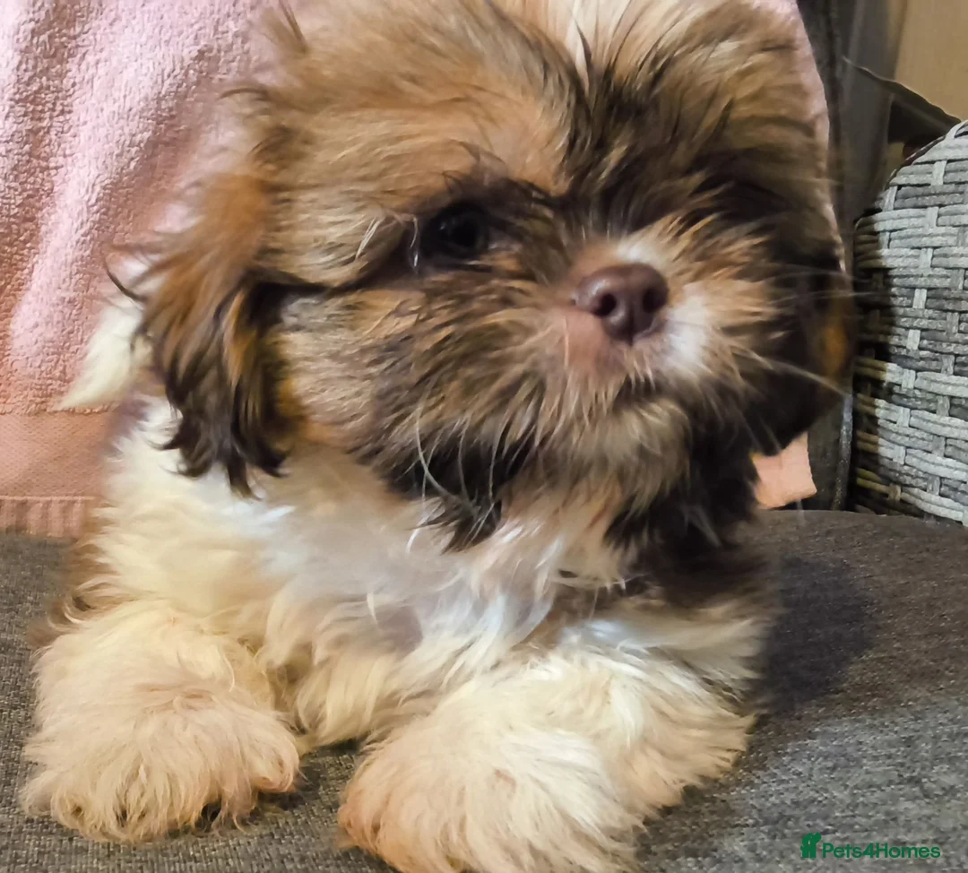 Shih Tzu dogs for sale: Quality Half Imperial Shihtzus. - Advert 2
