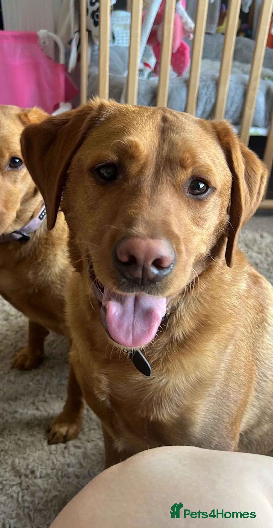 Labrador Retriever dogs for sale: Male 3y/o red fox Labrador for rehoming  - Advert 16