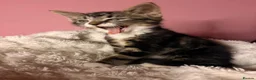 Mixed Breed cats for sale: Meet milo and kittens!  in Enfield - Advert 9