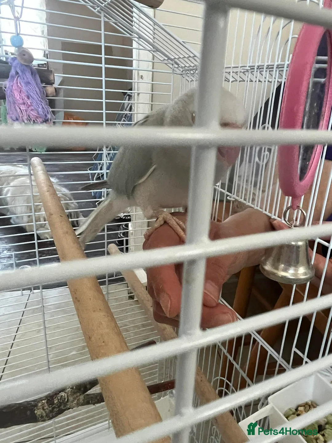 Ringnecks birds for sale: INDIAN RINGNECK PARROT + CAGE - Advert 5