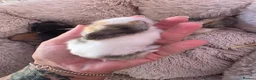 Lionhead rabbits for sale: Double maned lionhead- new litter in the nest. - Advert 9
