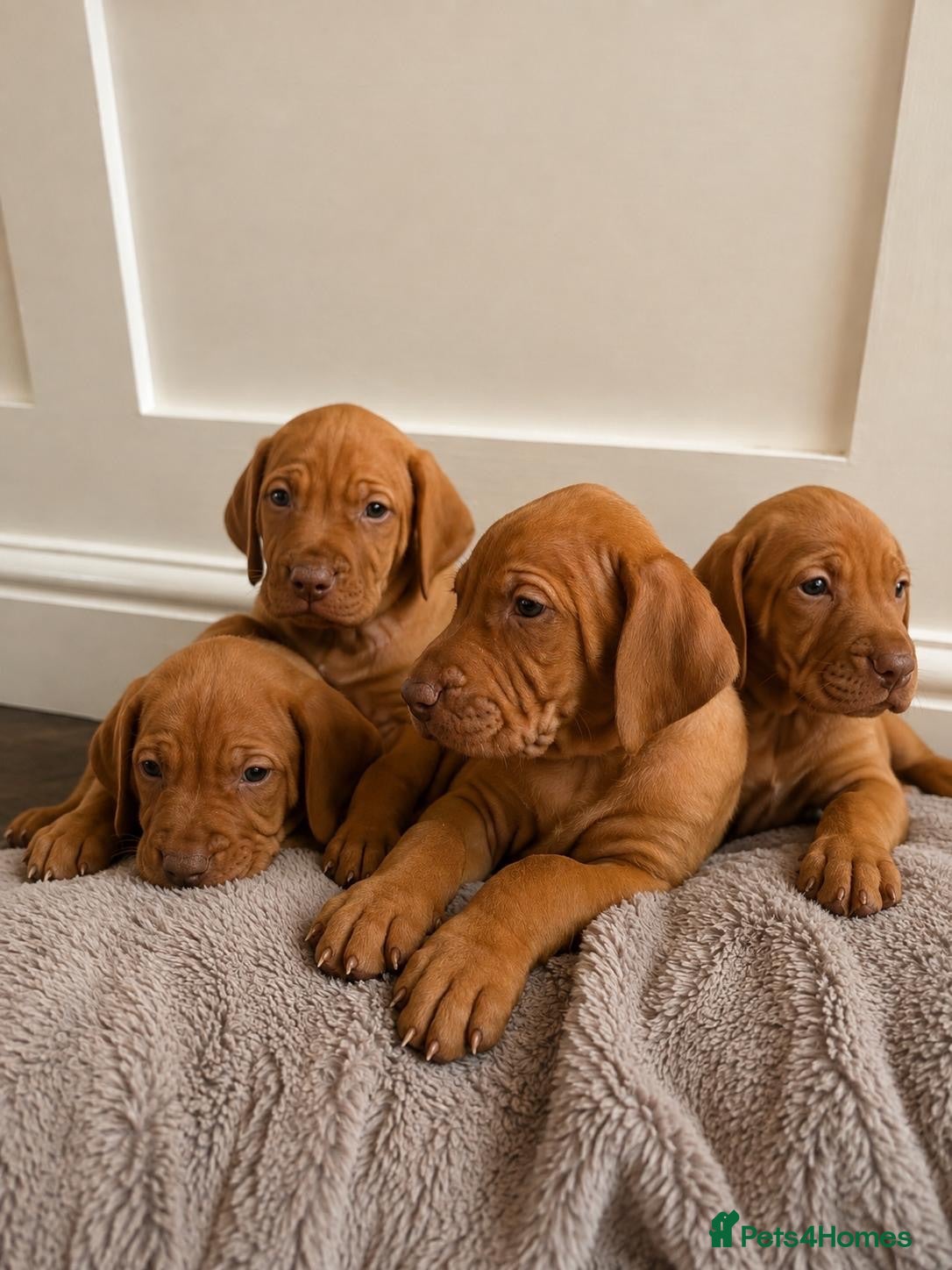 Hungarian Vizsla dogs Beautiful Hungarian Vizsla Puppies - Advert 1
