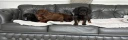 Cocker Spaniel dogs for sale: Exceptional working cocker spaniels in Middlewich - Advert 5