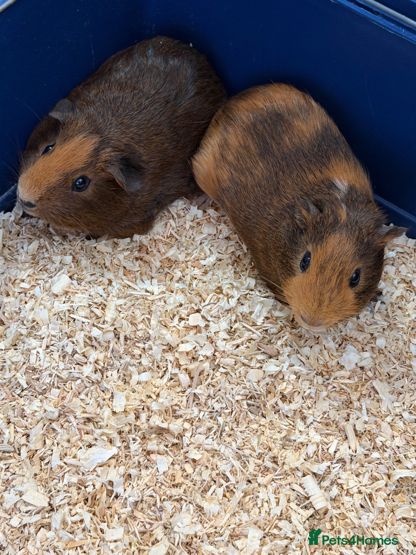 Guinea Pig rodents Baby guinea pigs  - Advert 3