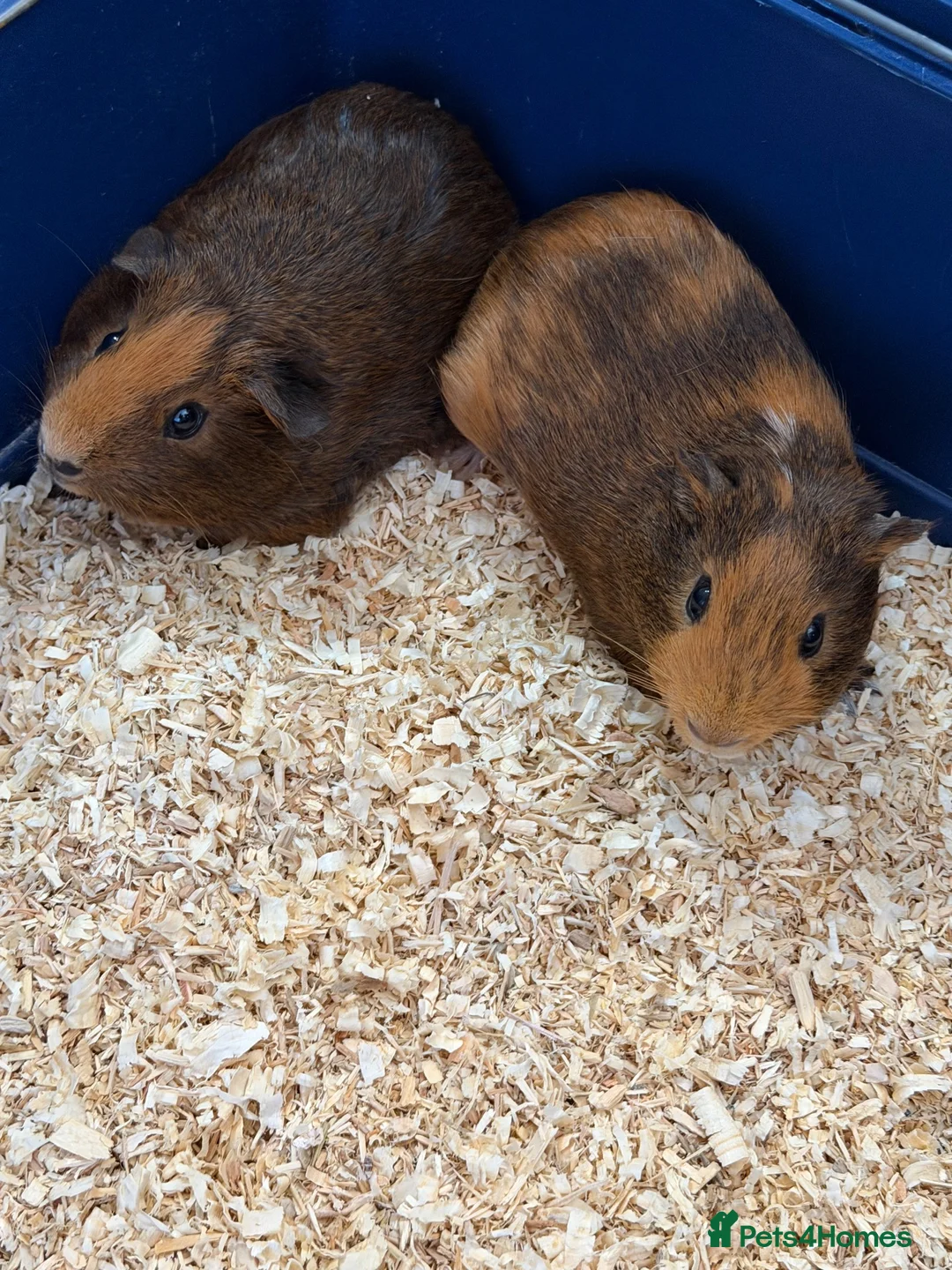 Guinea Pig rodents for sale: Baby guinea pigs  - Advert 1