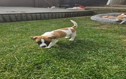 Jack Russell dogs for sale: Pure jack russell puppies  - Image 2
