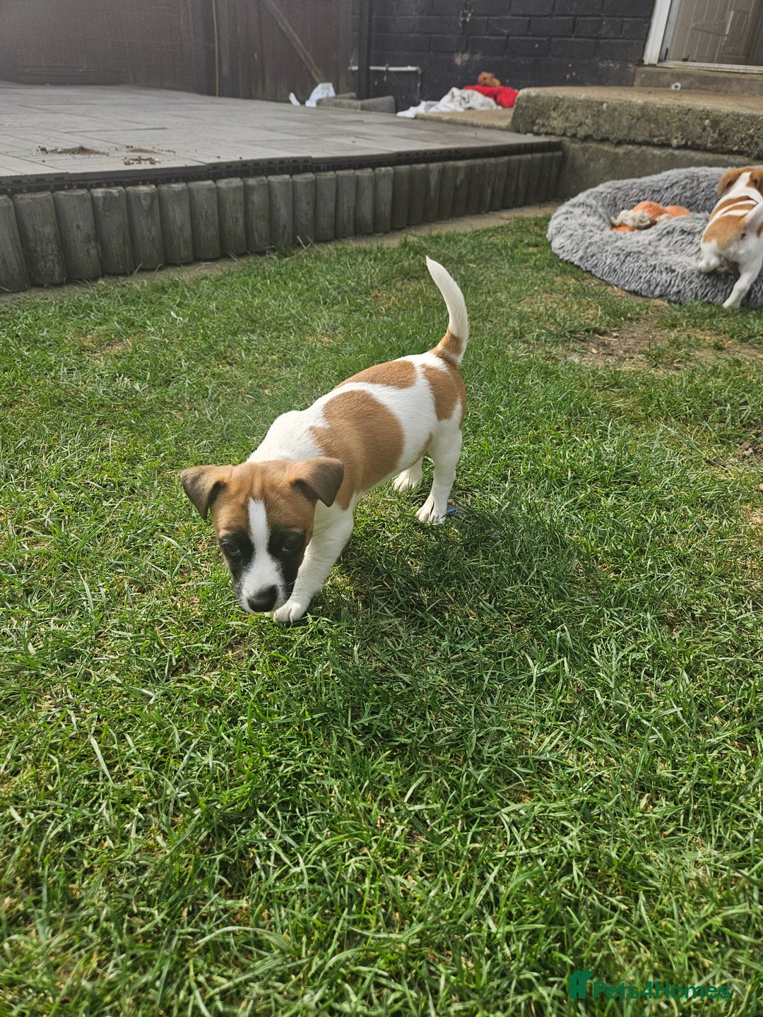 Jack Russell dogs for sale: Pure jack russell puppies  - Image 2