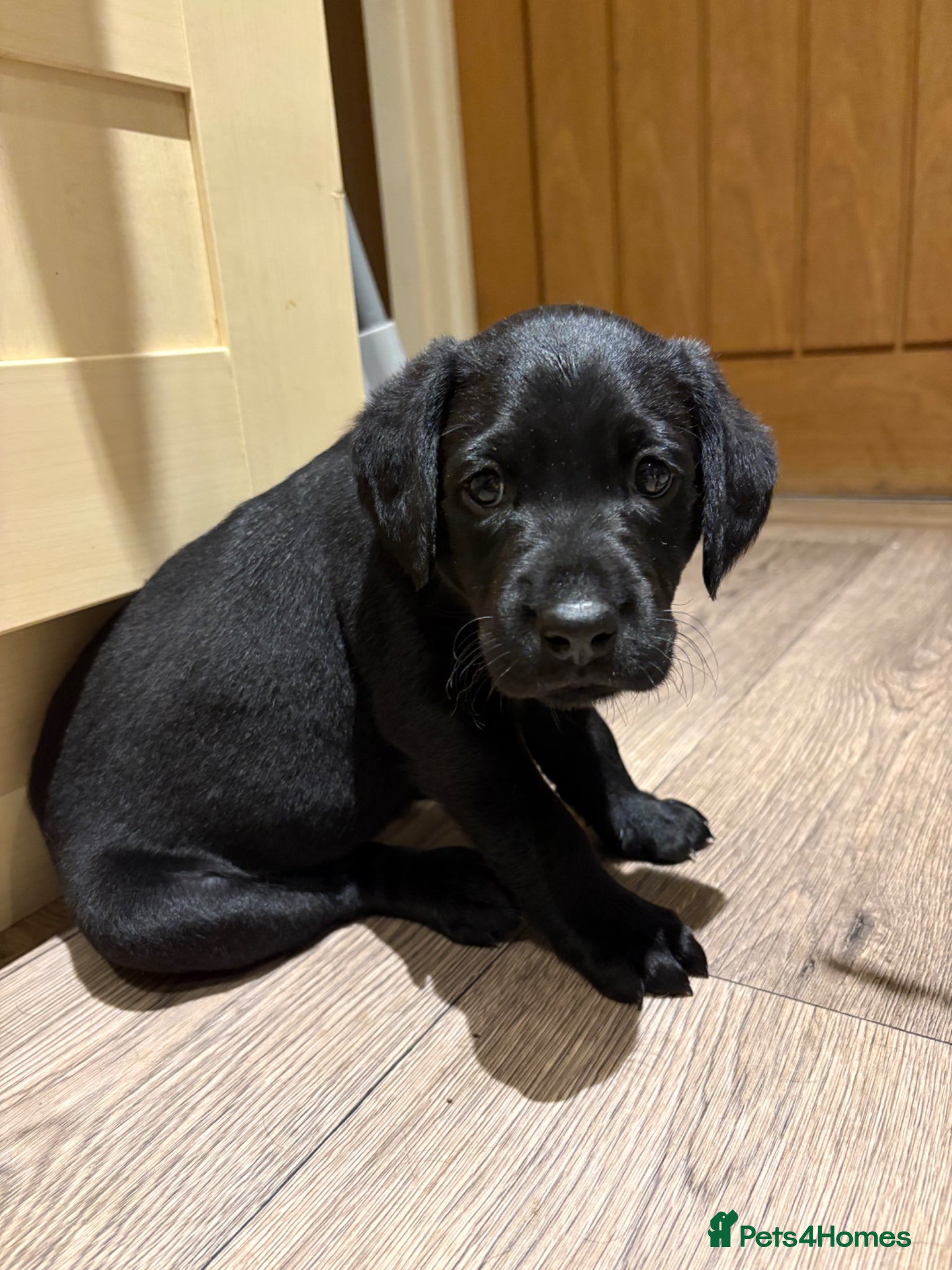 Labrador Retriever dogs KC Registered Labrador Retriever Puppies - Advert 1