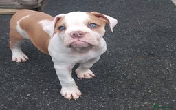 Olde English Bulldogge dogs for sale: 8 OLDE ENGLISH BULLDOG PUPS FOR SALE - Image 7