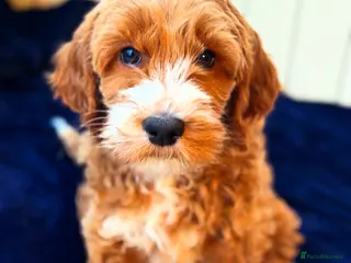 Australian Labradoodle dogs WAITING LIST Australian Labradoodles - RED & TUX - Advert 2