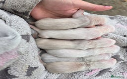 Ferret rodents for sale: Ferrets - Image 4