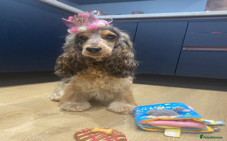Cocker Spaniel dogs - Advert 1