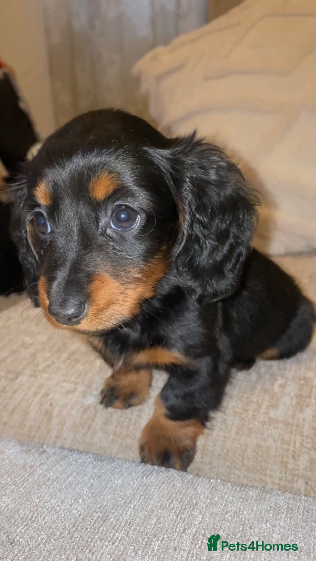 Miniature Dachshund dogs Tiny miniature dachshund puppies - Advert 9