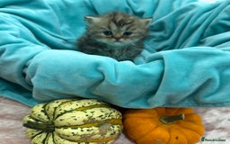 Persian cats for sale: Stunning Long haired chinchilla Persian kittens  - Image 4