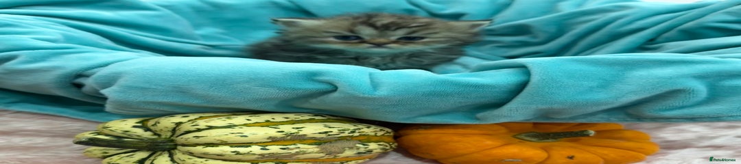 Persian Kitten 7