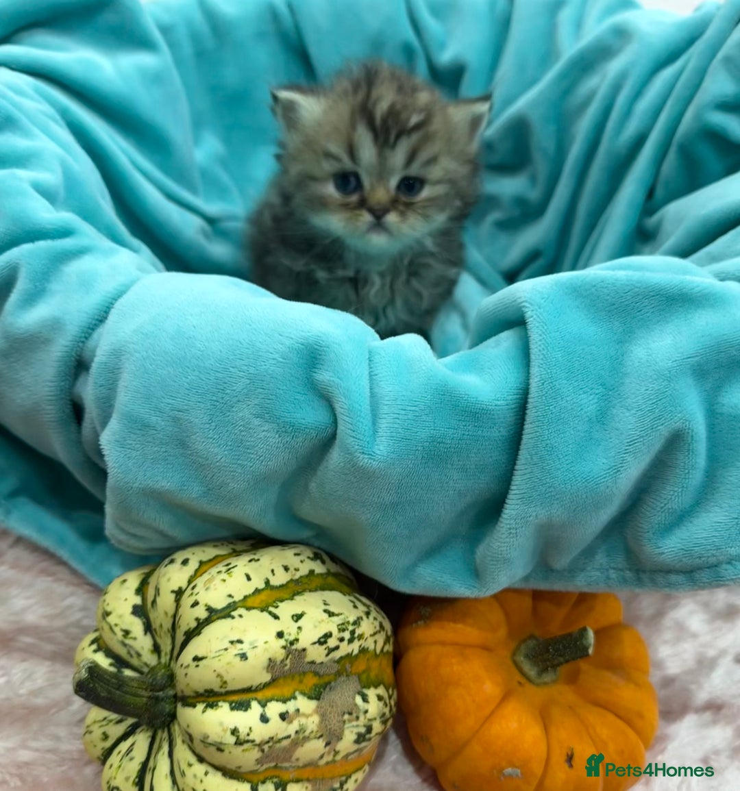 Persian cats for sale: Stunning Long haired chinchilla Persian kittens  - Image 4