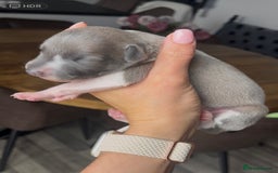 Whippet dogs for sale: STUNNING! TOP PEDIGREE BLUE FAWN WHIPPETS! KC REG - Image 10