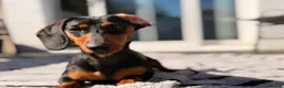 Miniature Dachshund dogs for sale: Very sweet mini Dachshund girl in Carluke - Advert 7