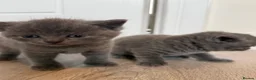 British Shorthair cats for sale: Blue British Shorthair Females x3 - Advert 3