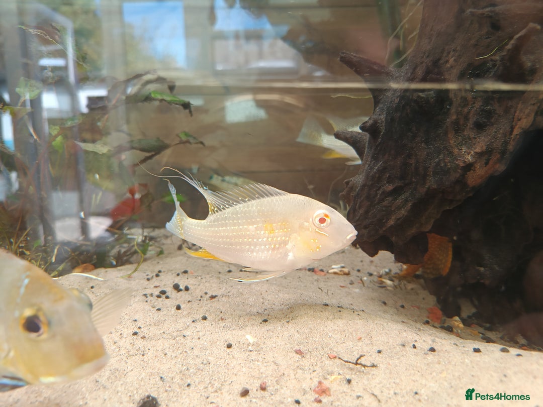 Cichlids fish for sale: Geophagus  & ALBINO HECKELII + MORE - Image 5