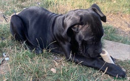Cane Corso dogs for sale: Big Pure Cane Corso Puppies Ready Now!  - Image 21