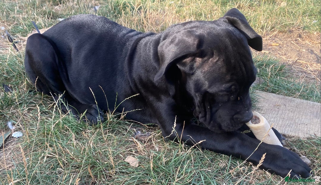 Cane Corso dogs for sale: Big Pure Cane Corso Puppies Ready Now!  - Image 21