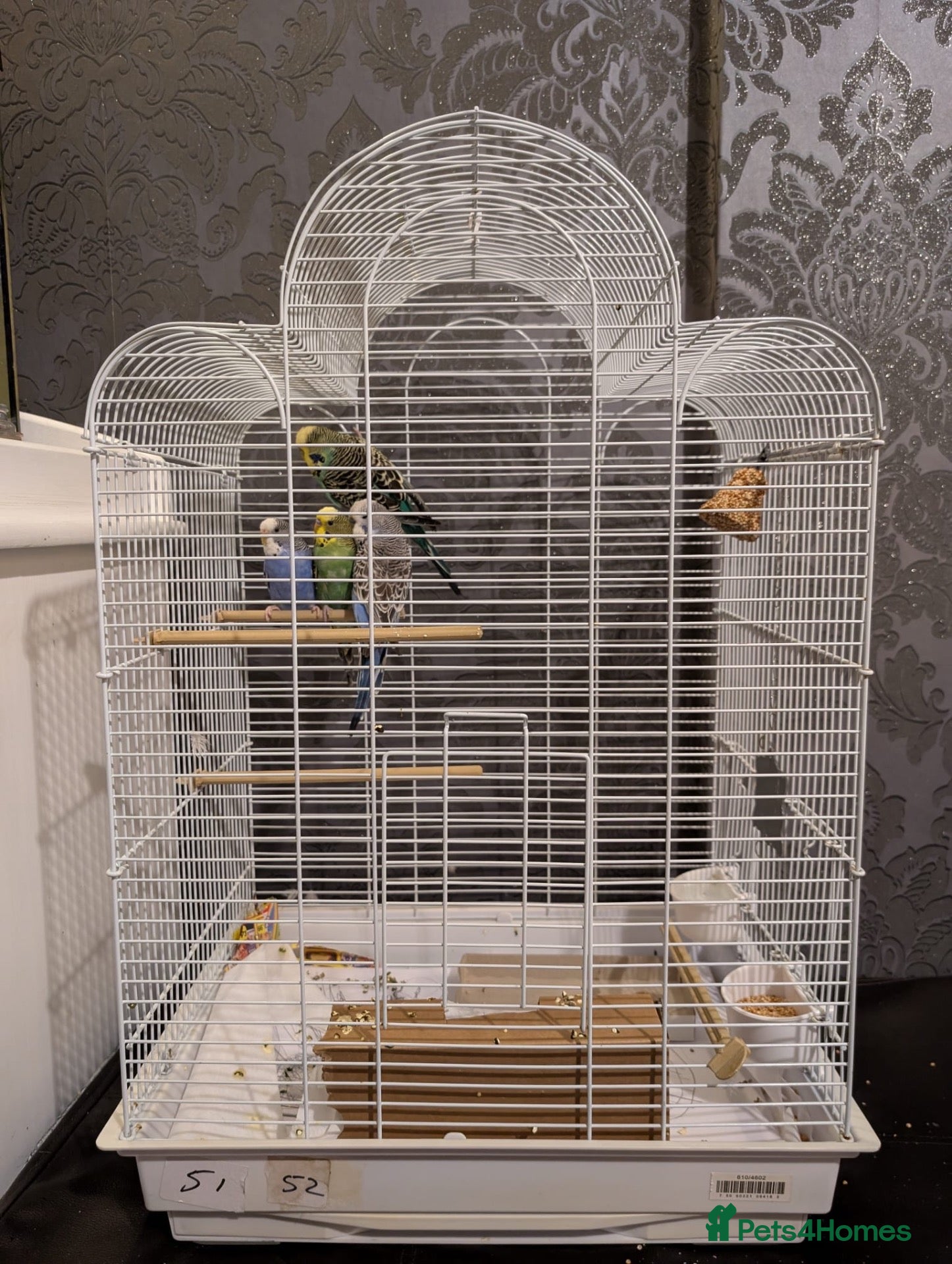 Budgerigars birds Exhibition Budgies Breeder pair and Budgie pair  - Advert 1