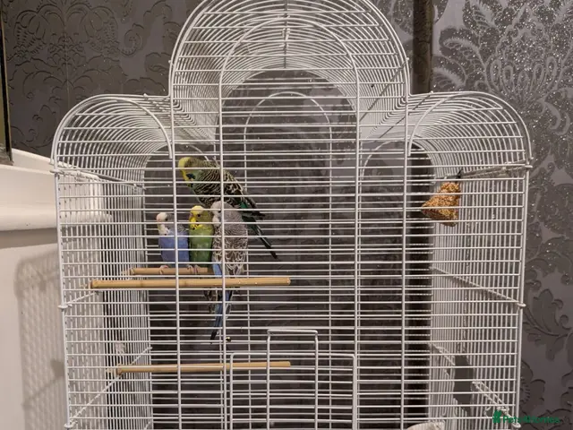 Budgerigars birds Exhibition Budgies Breeder pair and Budgie pair - Advert 1